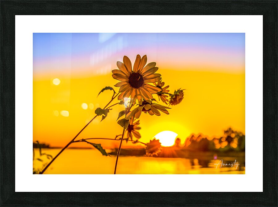 Sunflower at Sunset Picture Frame print