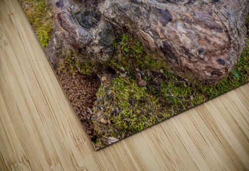 Natures Prints Aunesty Janssen puzzle