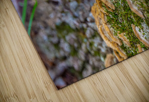 Turkey Tail Aunesty Janssen puzzle