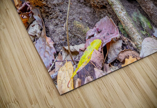 Roots Aunesty Janssen puzzle