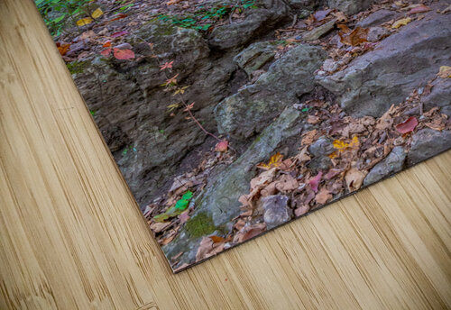 Path Up Aunesty Janssen puzzle