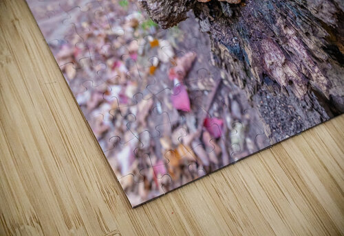 Rock in Tree Aunesty Janssen puzzle