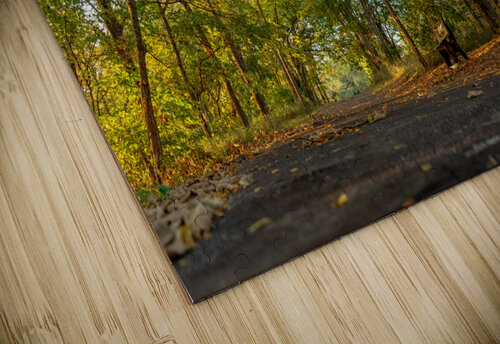 Stillness Aunesty Janssen puzzle
