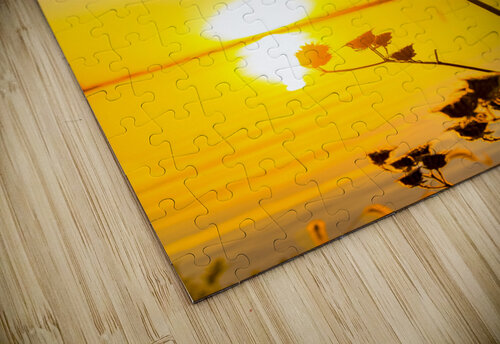 Growth Aunesty Janssen puzzle
