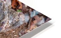 Natures Prints HD Metal print