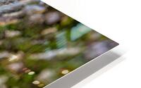 Turkey Tail HD Metal print