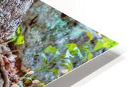 Roots HD Metal print