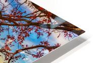 Through The Trees HD Metal print