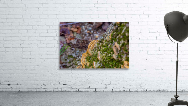 Turkey Tail Wall Preview