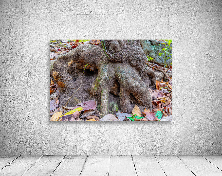 Roots Wall Preview