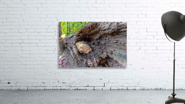 I See You Wall Preview