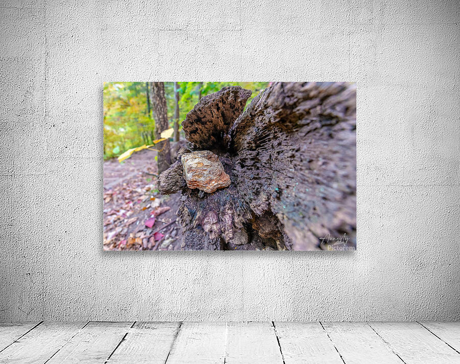 Rock in Tree Wall Preview