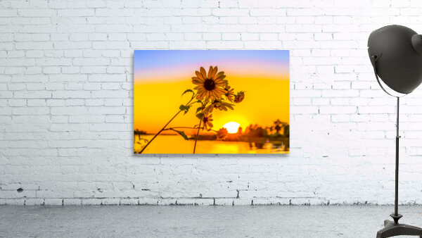 Sunflower at Sunset Wall Preview