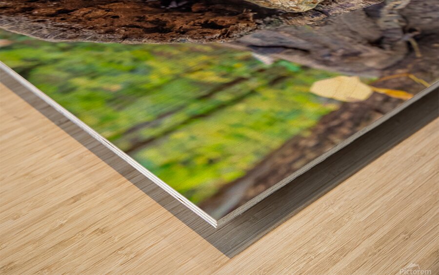 I See You Wood print