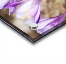 Crocuses Acrylic print
