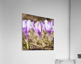 Crocuses Acrylic Print
