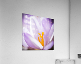 Crocus flower Acrylic Print