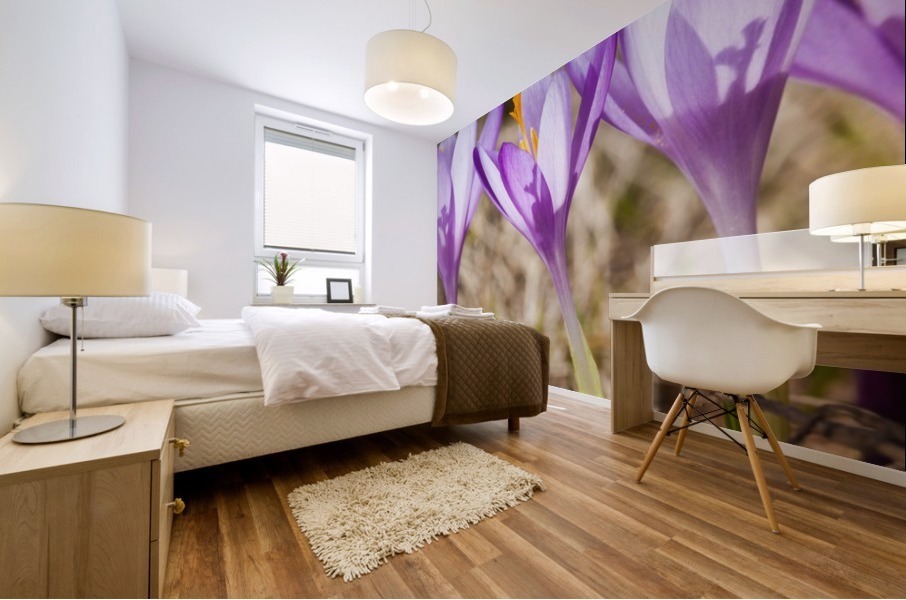 Crocuses Mural print