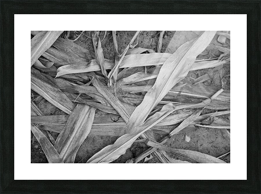 Plants I Picture Frame print