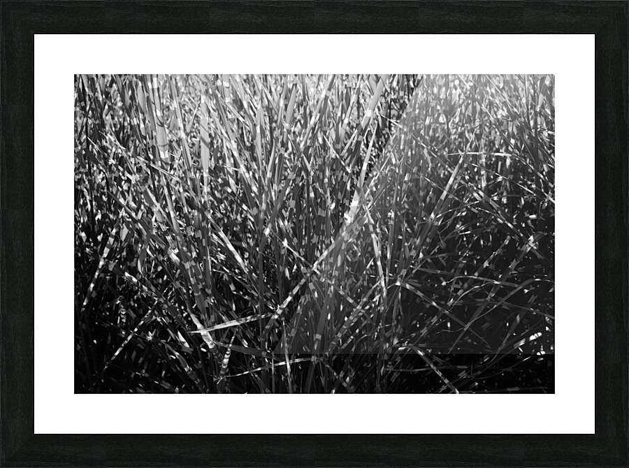 Plants II Picture Frame print