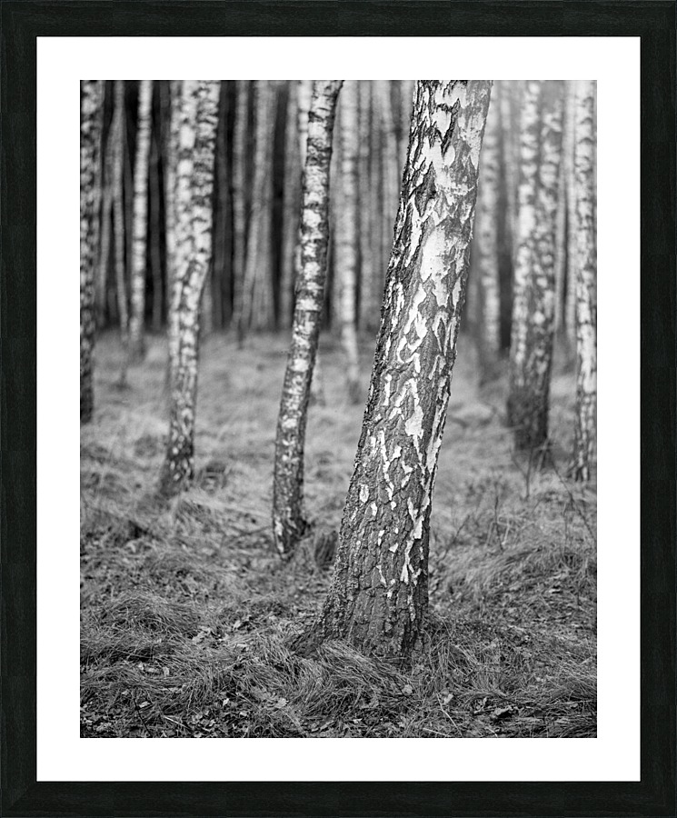 The Birches Picture Frame print