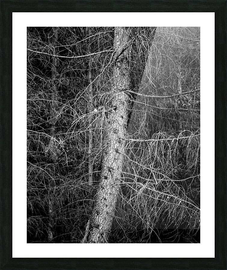 Trees III Picture Frame print