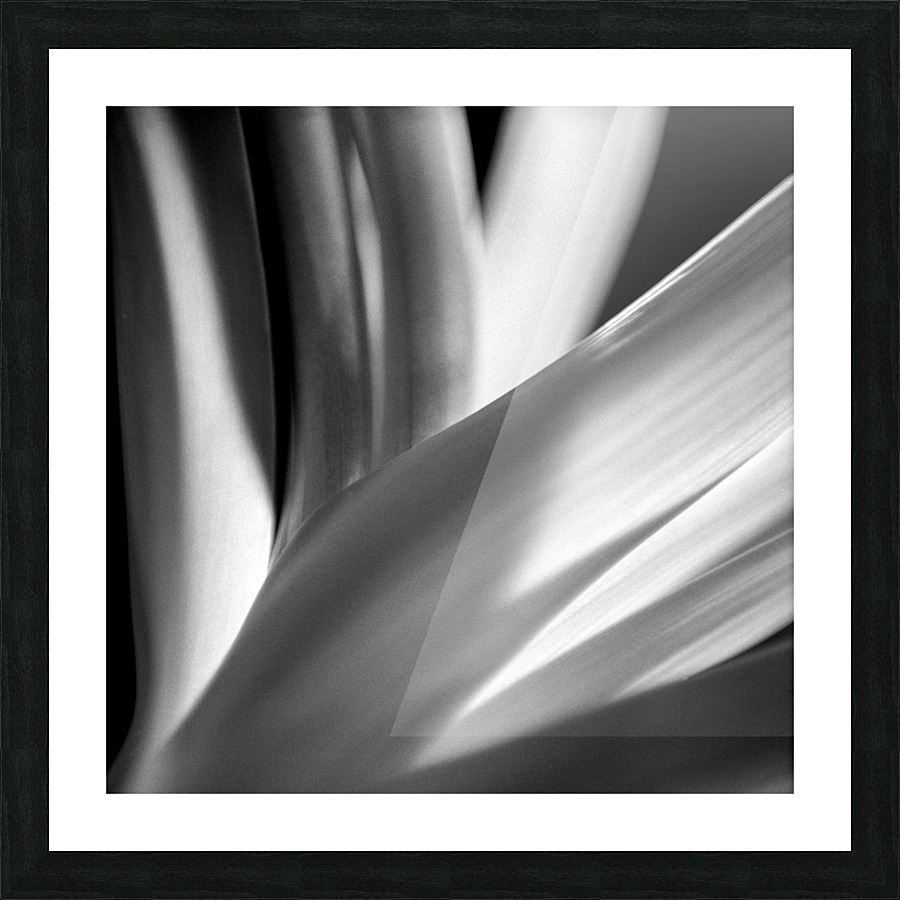 Flowers study IV Picture Frame print