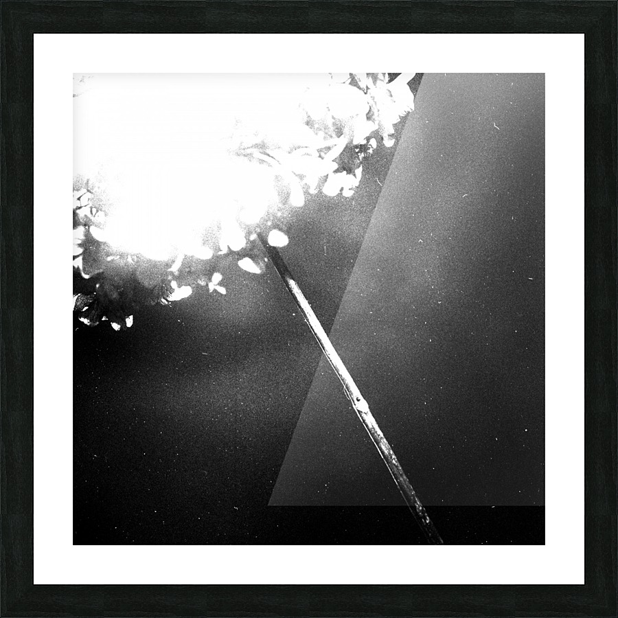 Flowers abstract studium Picture Frame print