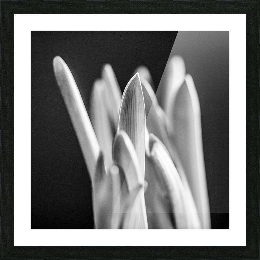 Flowers study I Picture Frame print