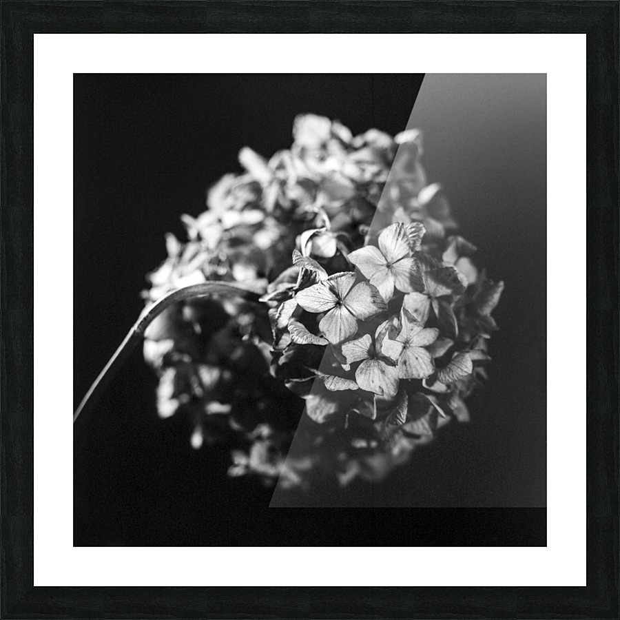 Flowers study II Picture Frame print