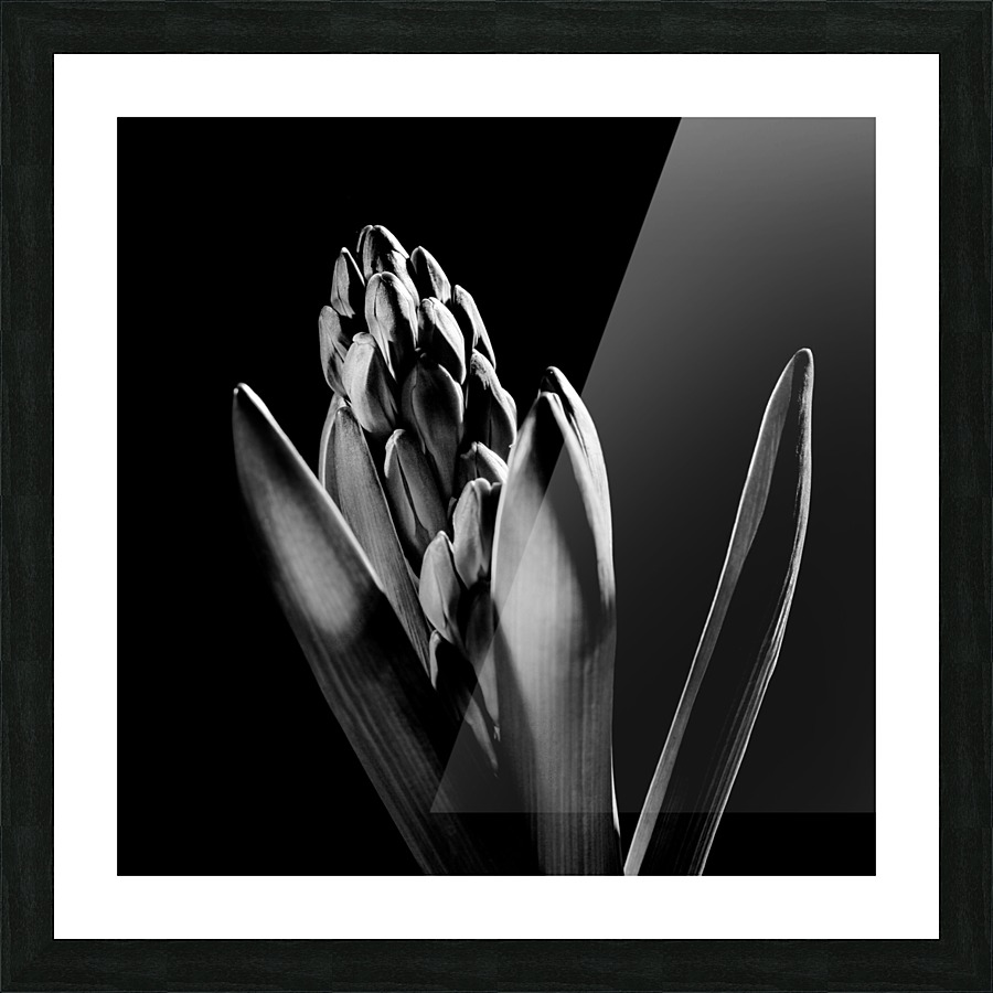 Flowers study III Picture Frame print