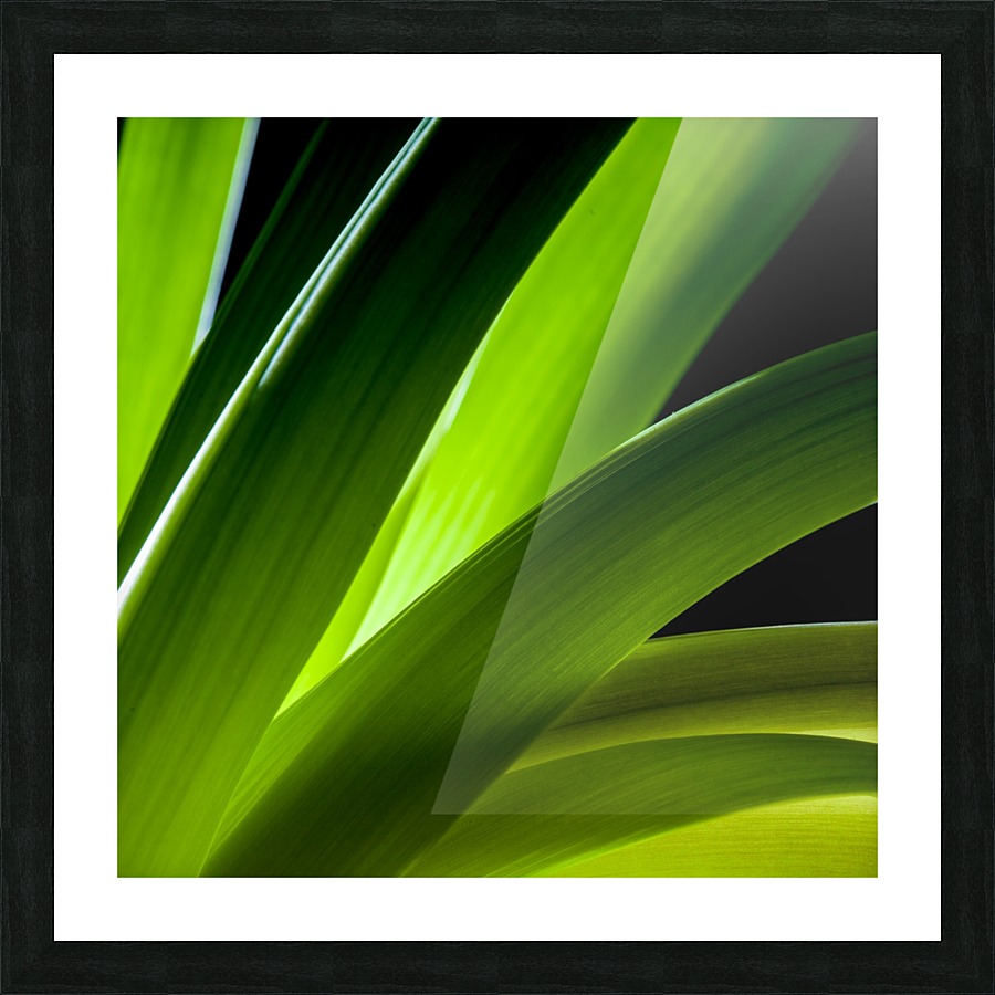 Flowers study V Picture Frame print