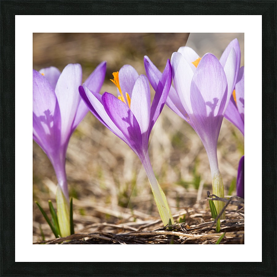 Crocuses Picture Frame print