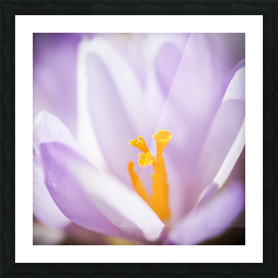 Crocus flower Picture Frame print