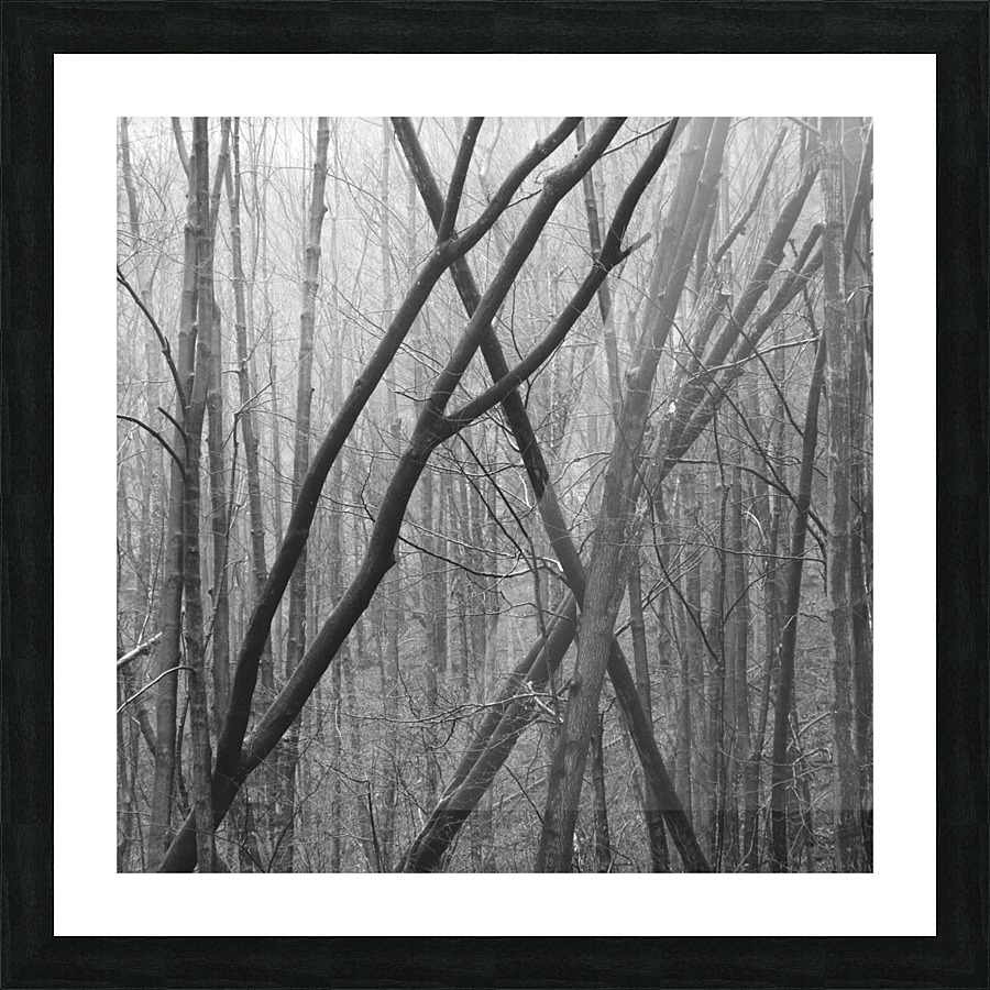 TreeXs Picture Frame print