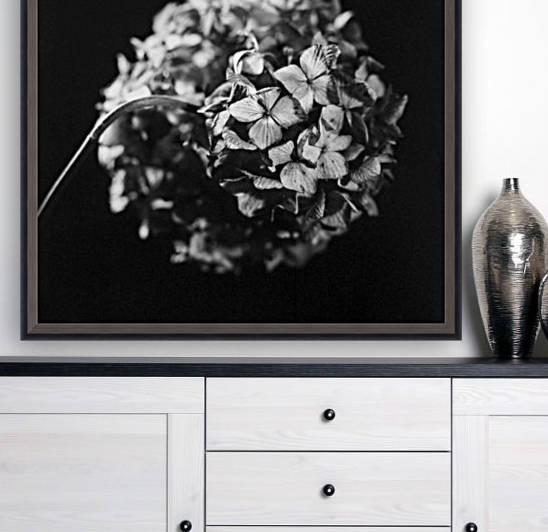 Flowers study II by Marcin Lukaszewicz
