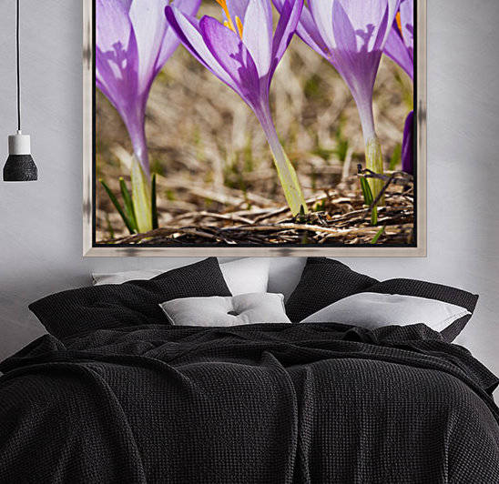 Crocuses by Marcin Lukaszewicz
