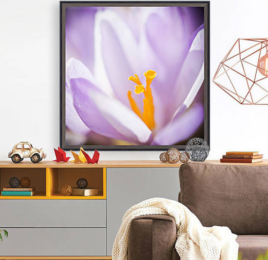 Crocus flower by Marcin Lukaszewicz