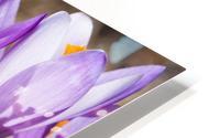 Crocuses HD Metal print