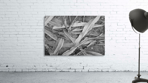 Plants I Wall Preview