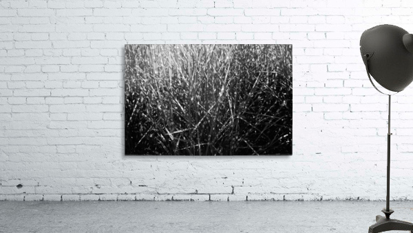 Plants II Wall Preview