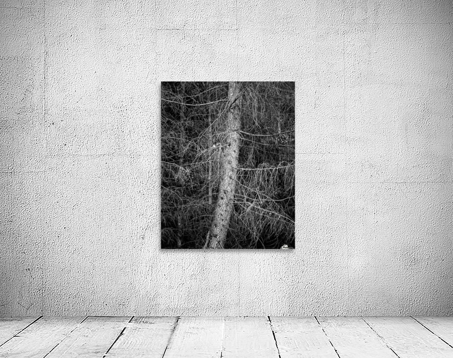 Trees III Wall Preview