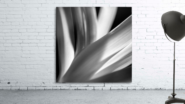 Flowers study IV Wall Preview