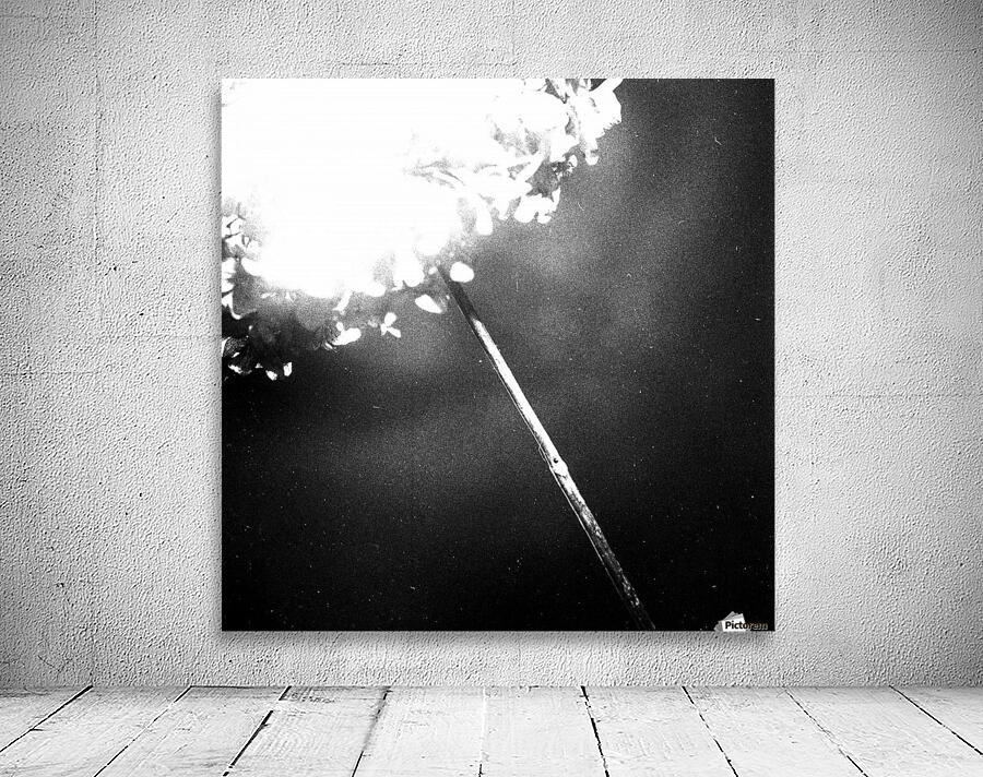 Flowers abstract studium Wall Preview