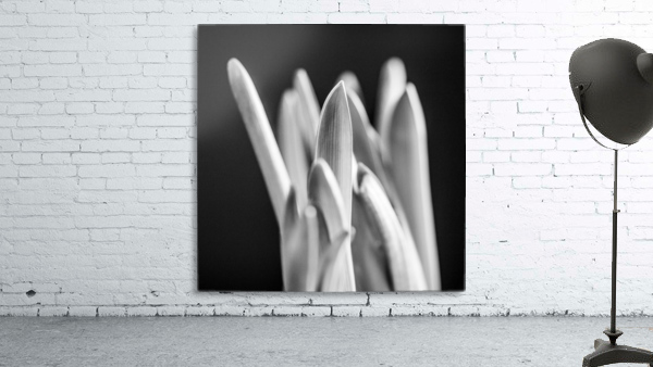 Flowers study I Wall Preview