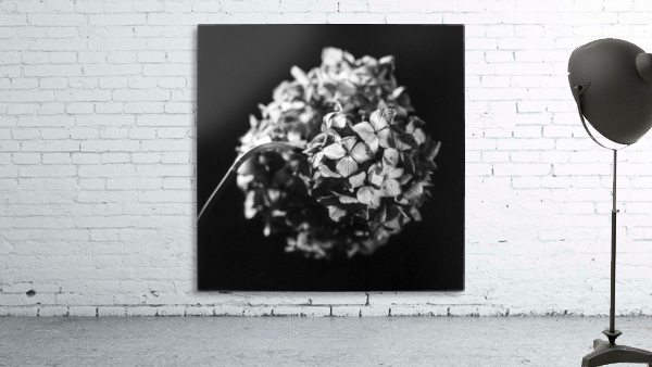 Flowers study II Wall Preview