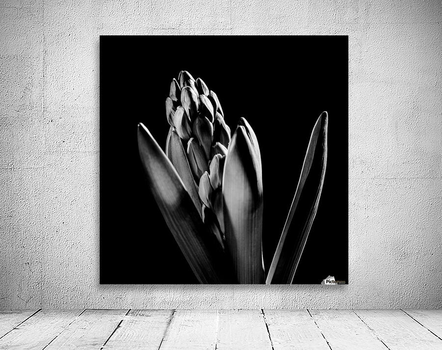 Flowers study III Wall Preview