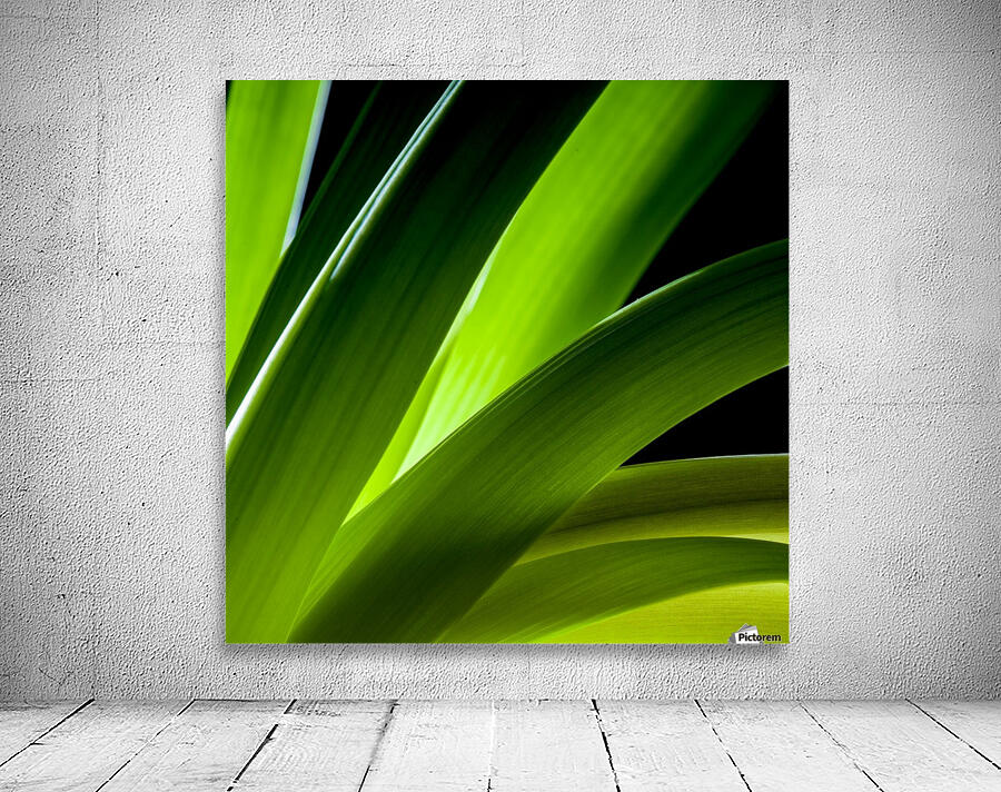 Flowers study V Wall Preview