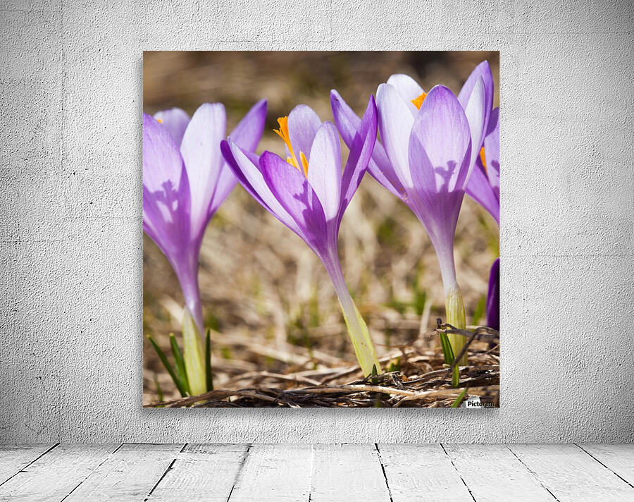Crocuses Wall Preview