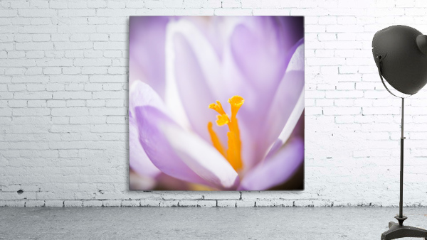 Crocus flower Wall Preview